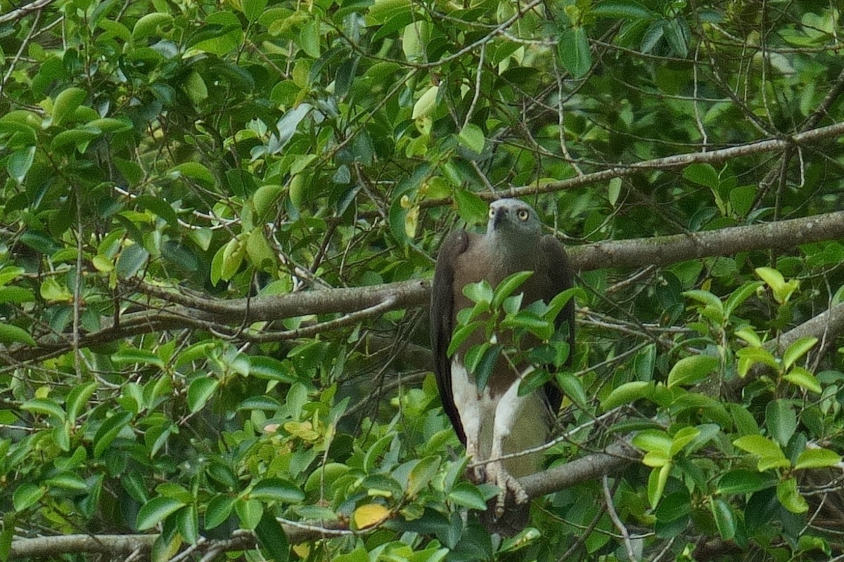 båndelveørn - ML645964631