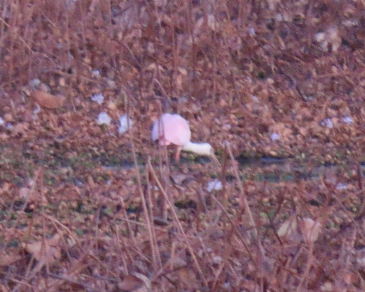 Espátula Rosada - ML645964632