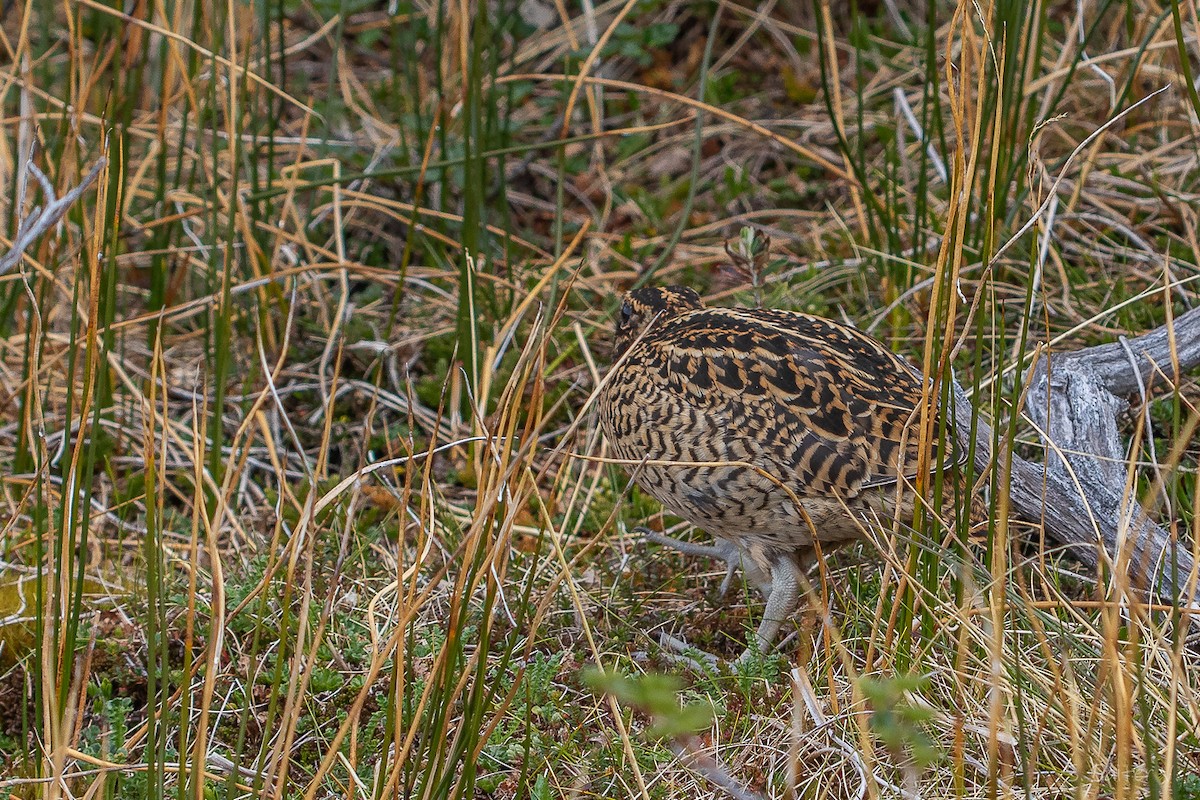 Fuegian Snipe - ML645964640