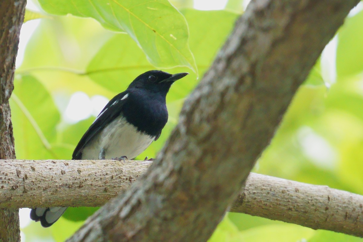 orientskjæreskvett - ML645964645