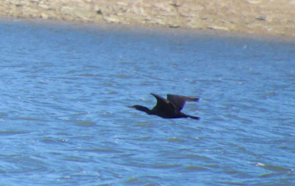 totoppskarv - ML645964648