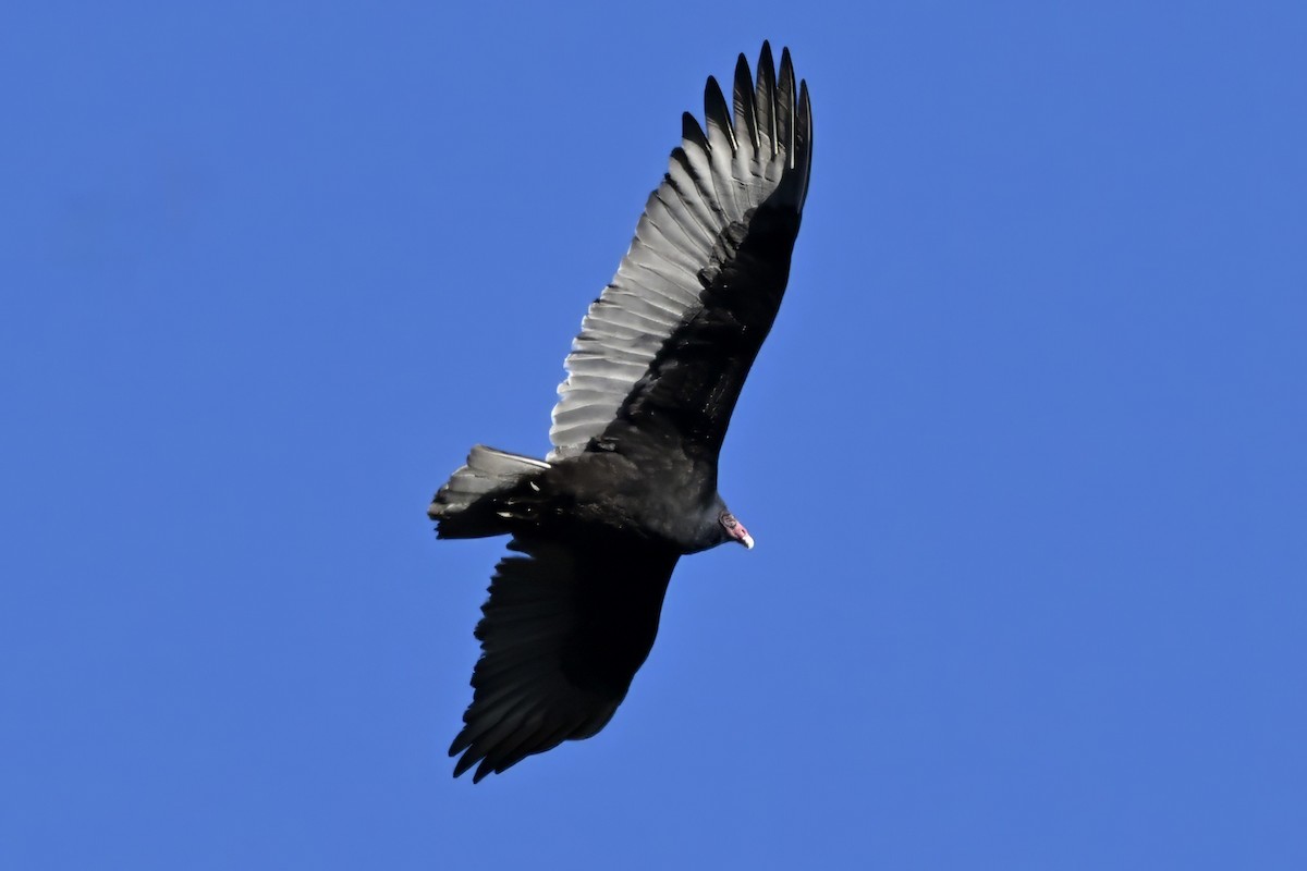 Aura Gallipavo - ML645964650