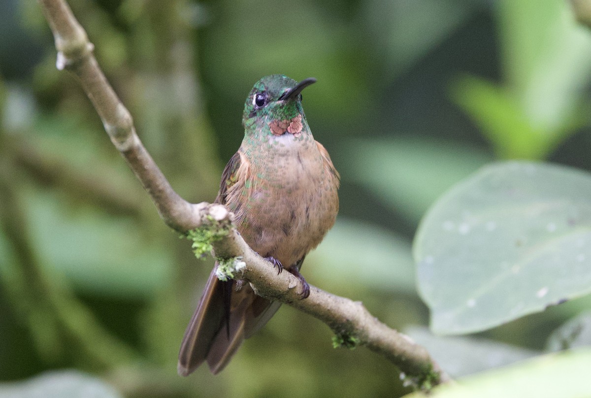 チャムネテリハチドリ - ML645964651