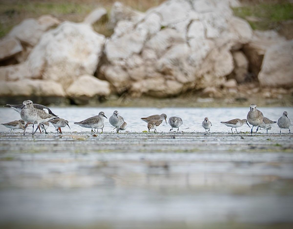 חופית להקנית - ML645964652