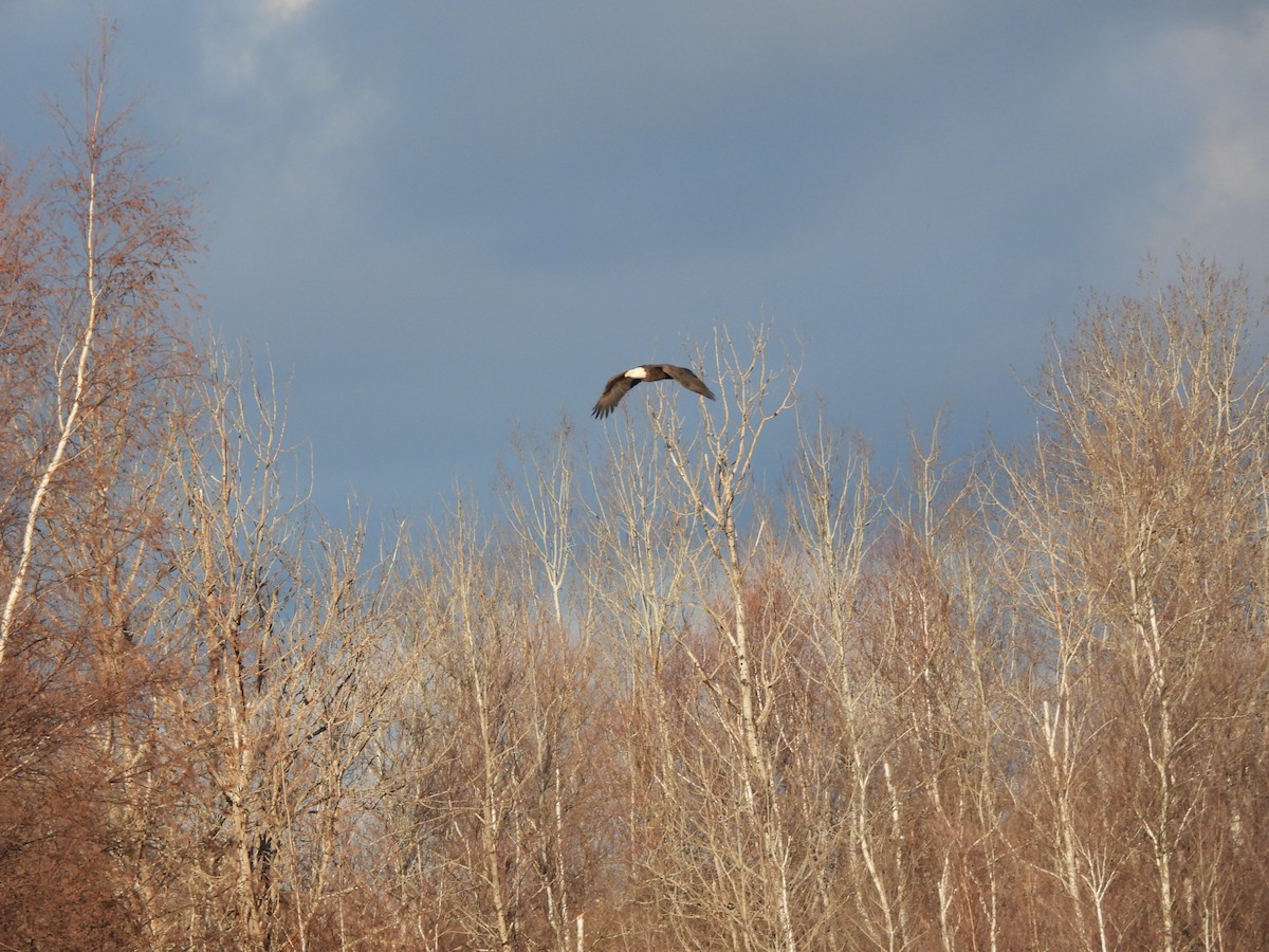 עיטם לבן-ראש - ML645964662
