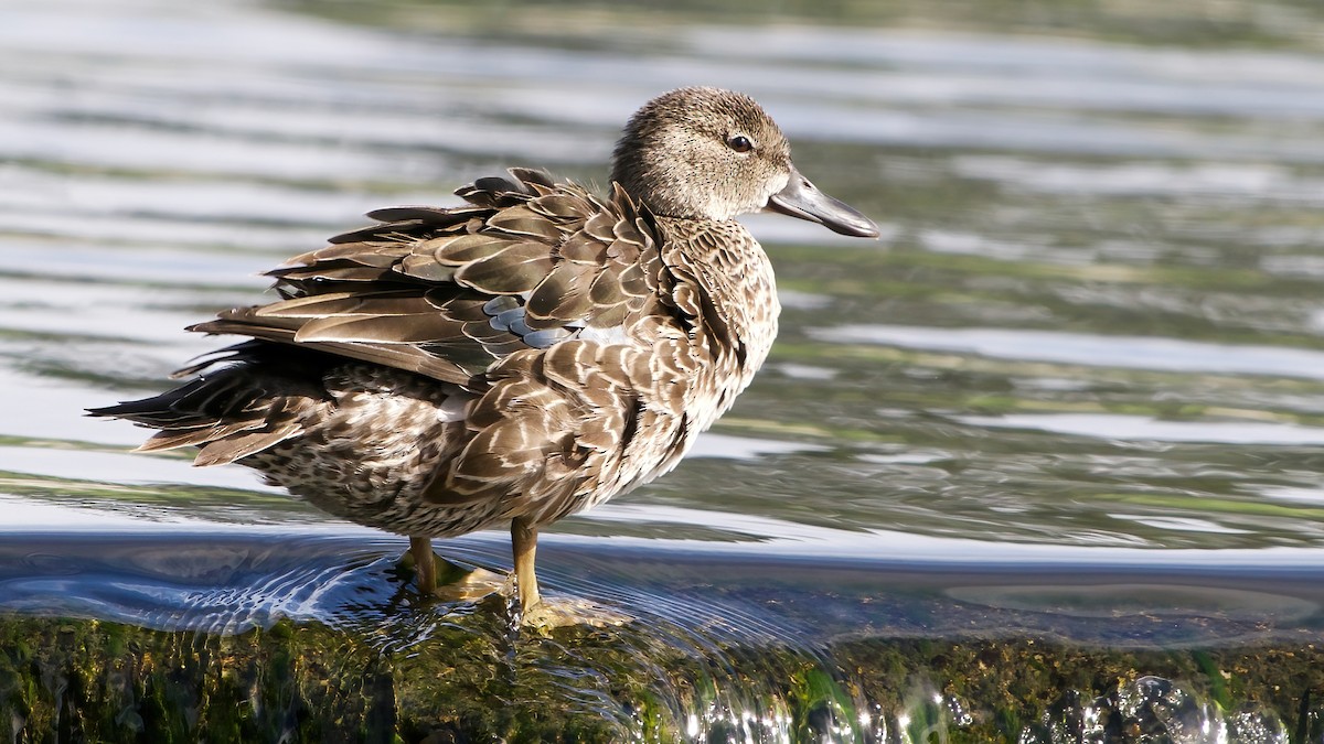 Синекрылый чирок - ML645964665