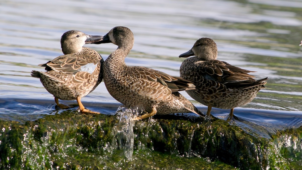 Синекрылый чирок - ML645964666