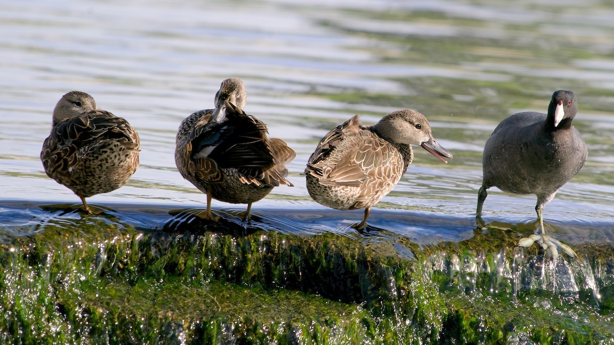 Синекрылый чирок - ML645964667