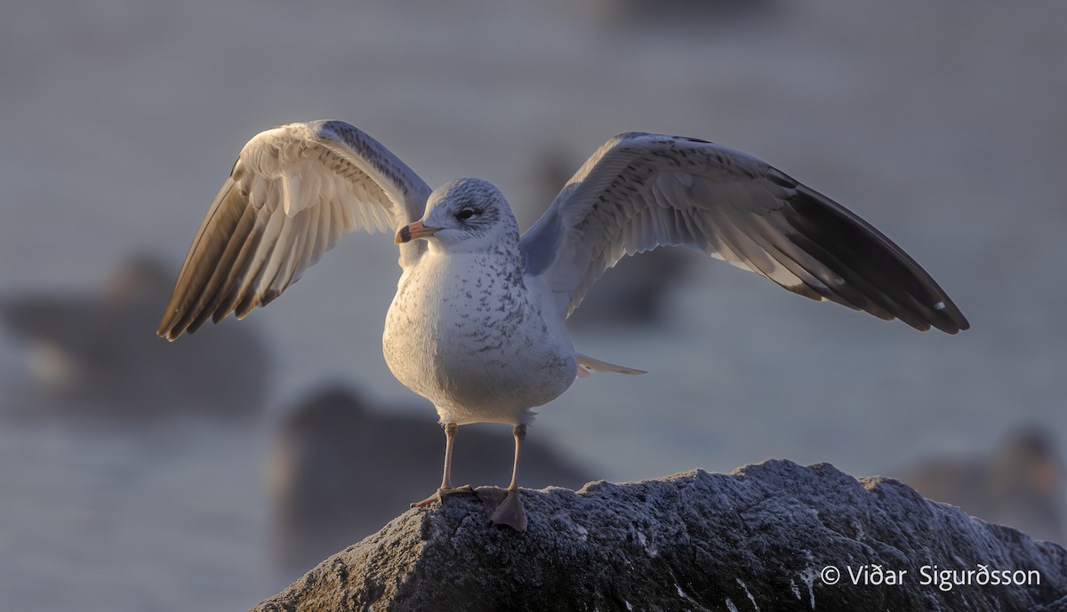 Ring-billed Gull - ML645964671