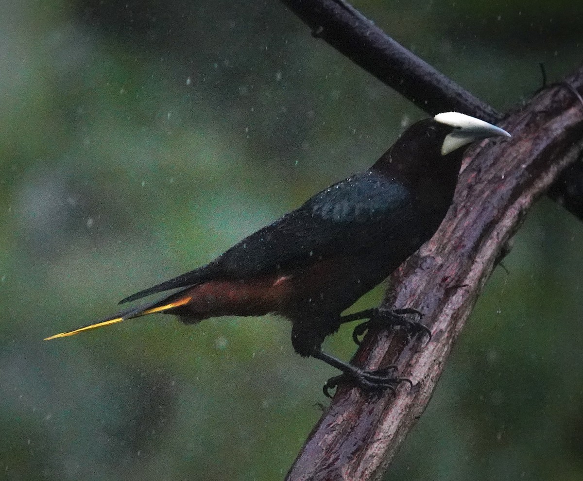 Каштановоголовая оропендола - ML645964673