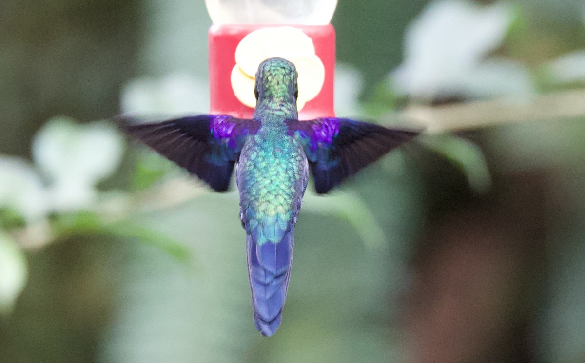 Фиолетовохвостый сильф - ML645964674