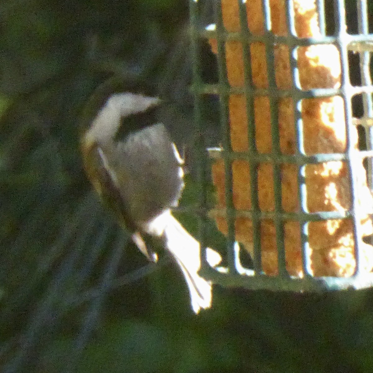 Каштановоспинная гаичка - ML645964675