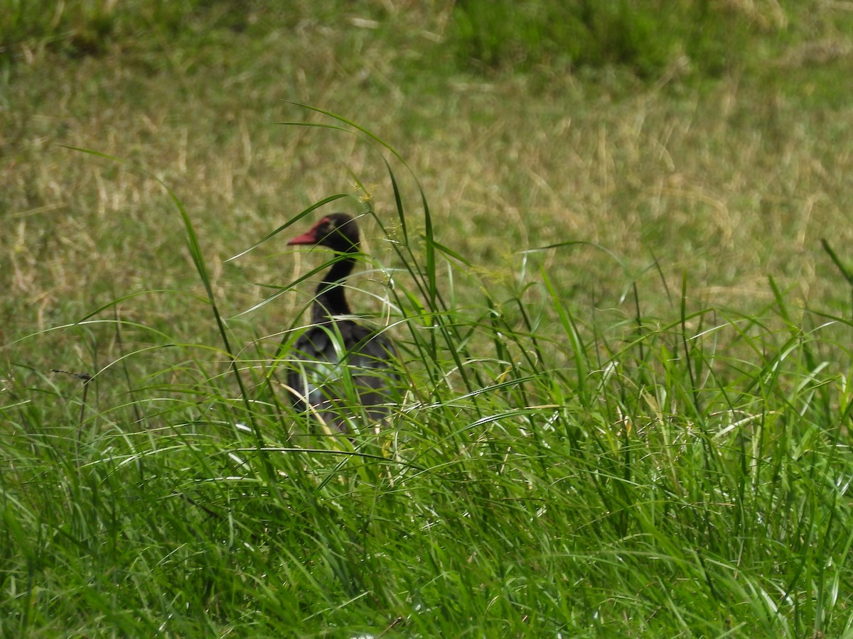 Шпорцевый гусь - ML645964676