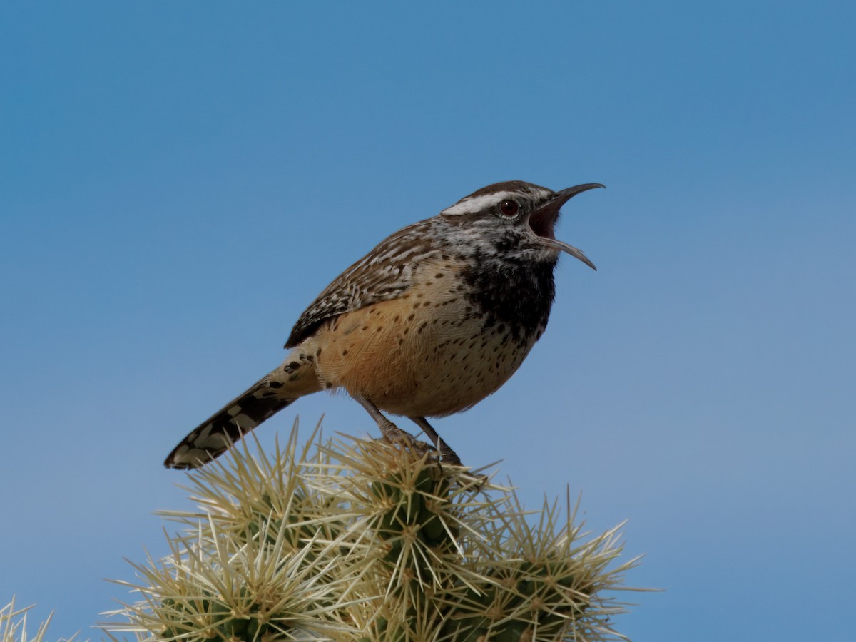 Кактусовый крапивник - ML645964677