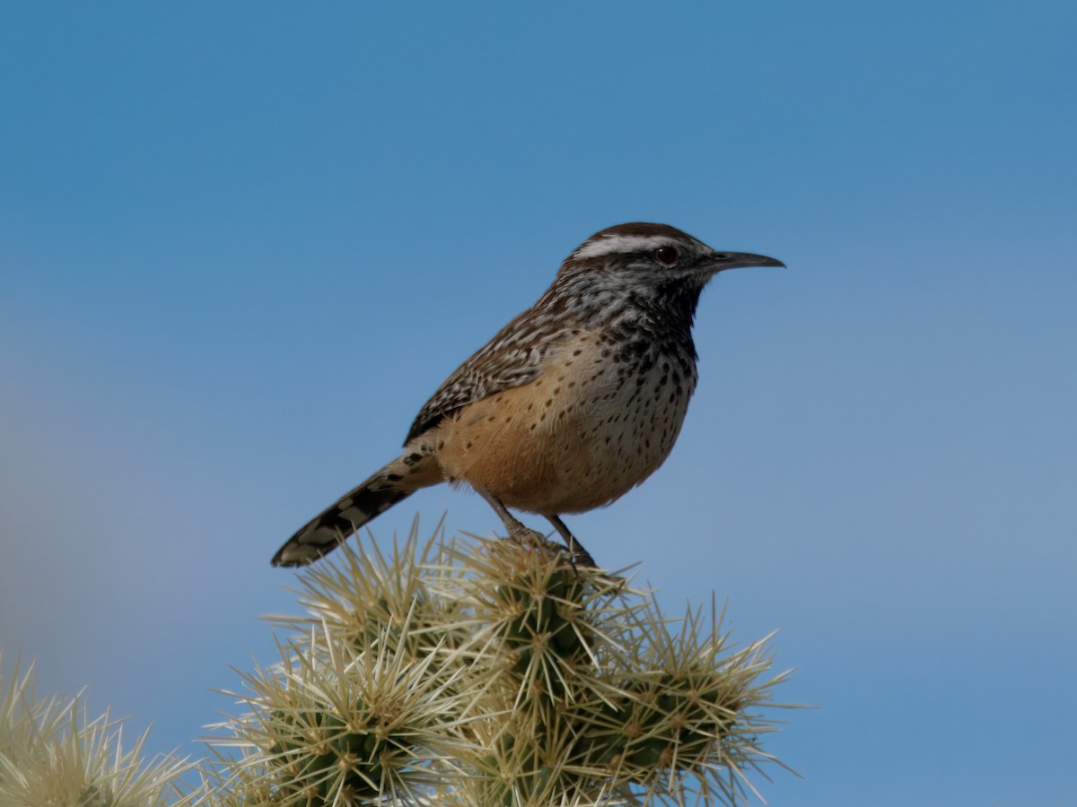 Кактусовый крапивник - ML645964678