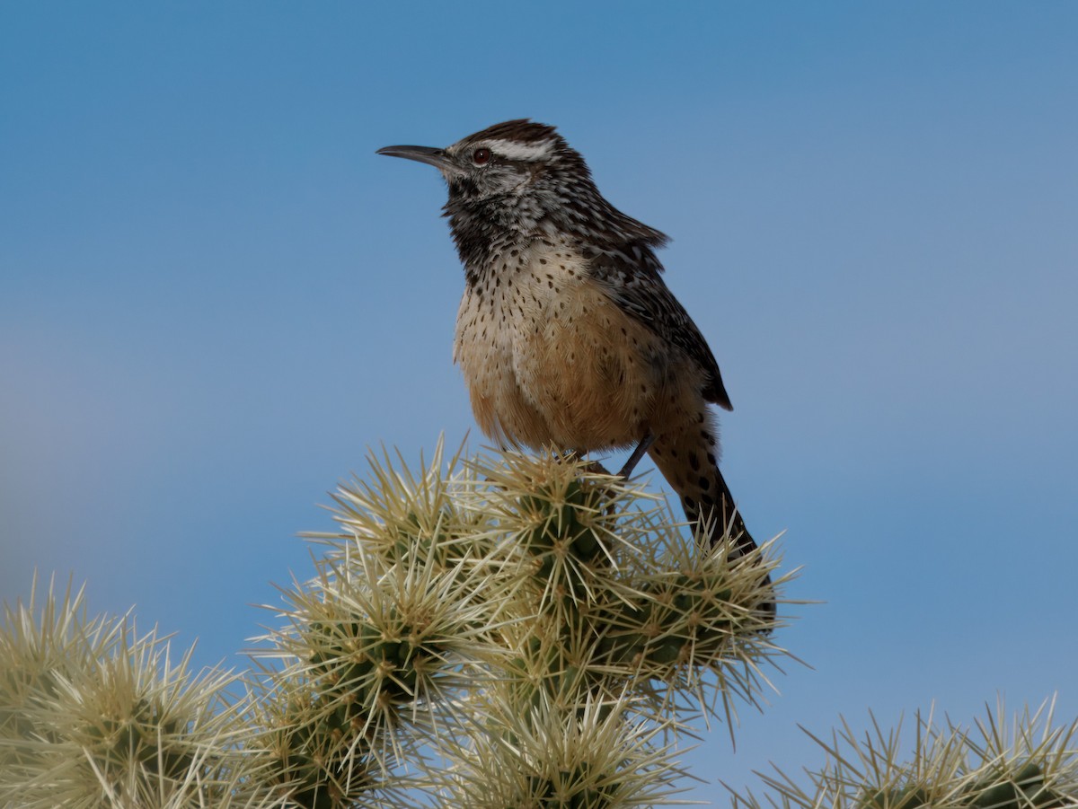 Кактусовый крапивник - ML645964679