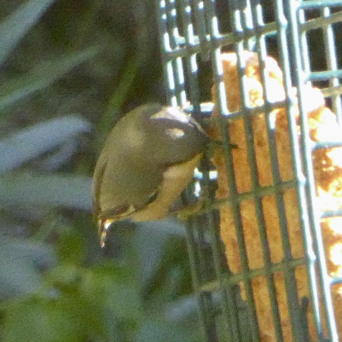 Поползень-крошка - ML645964680