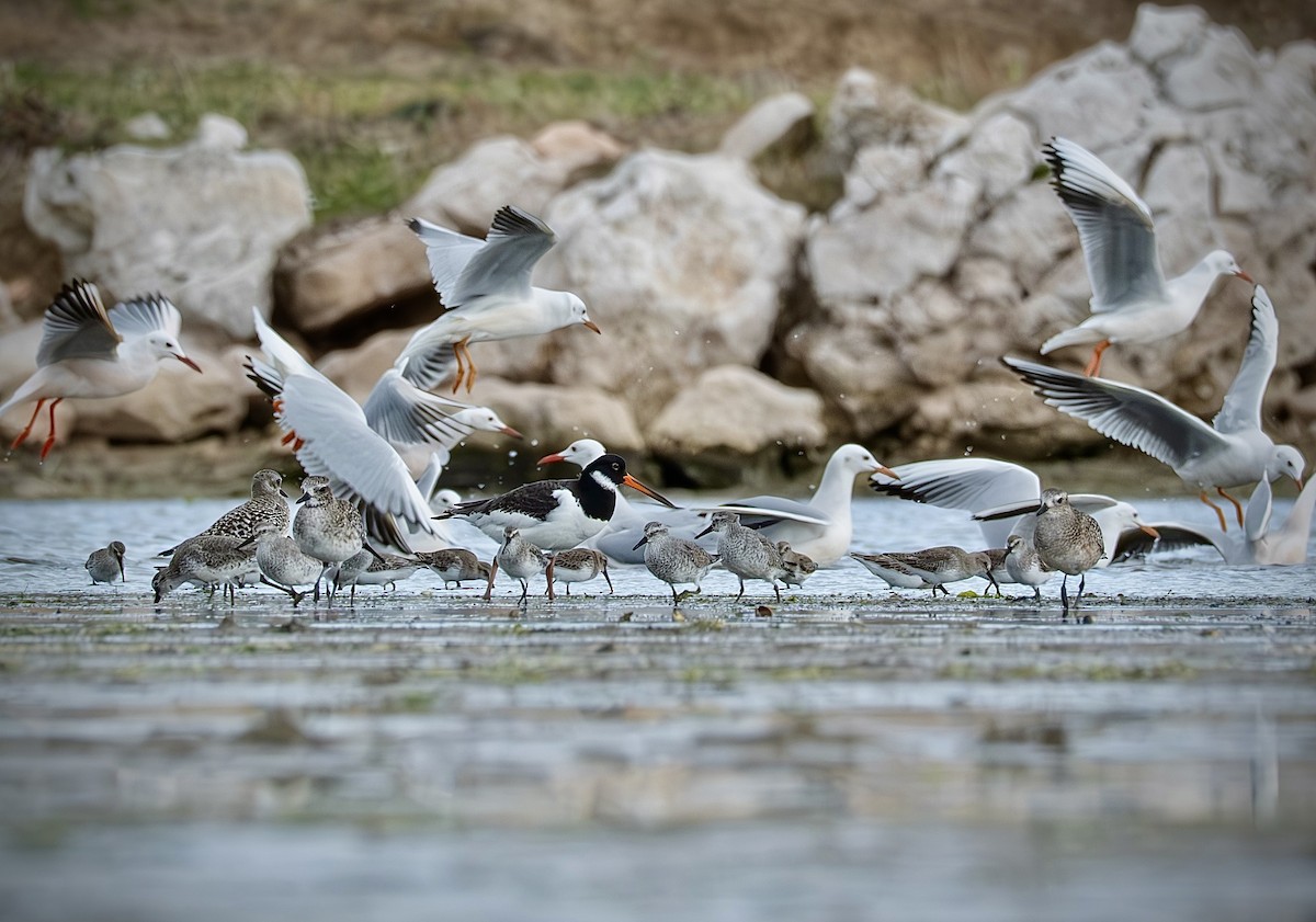 Кулик-сорока - ML645964681