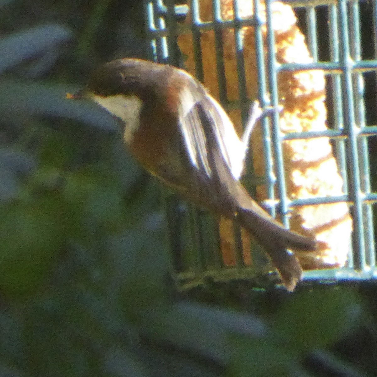 Каштановоспинная гаичка - ML645964682