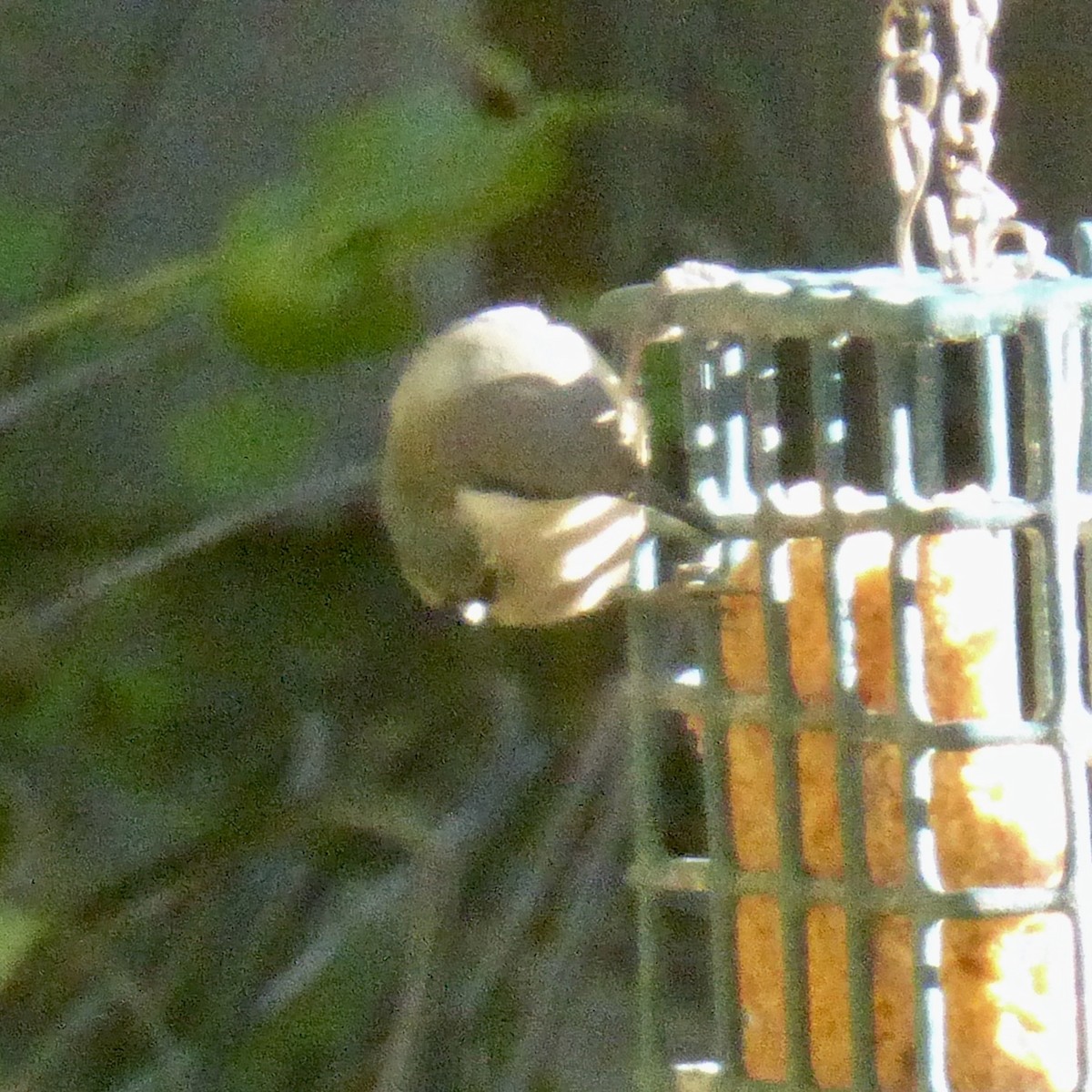 Поползень-крошка - ML645964683