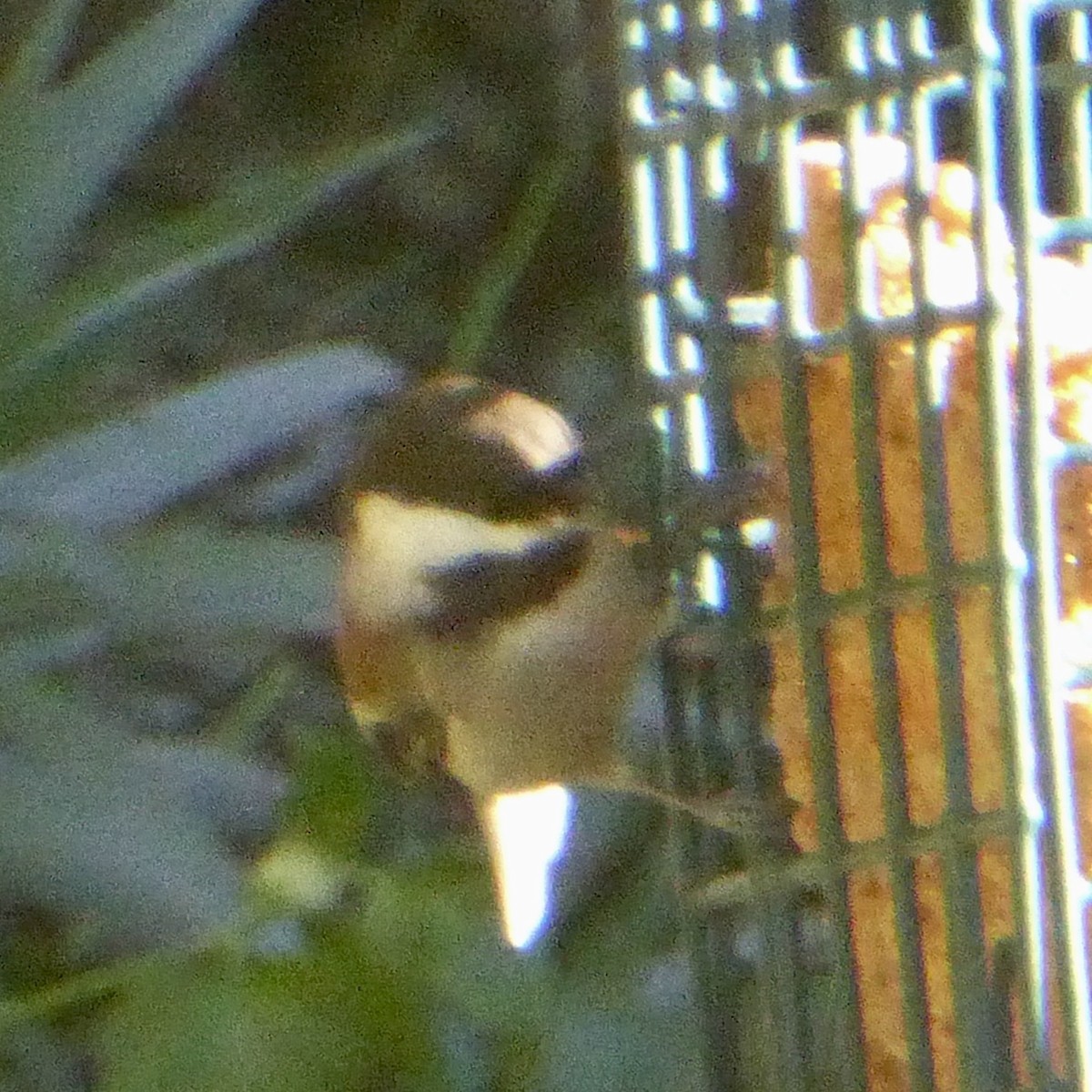 Каштановоспинная гаичка - ML645964684