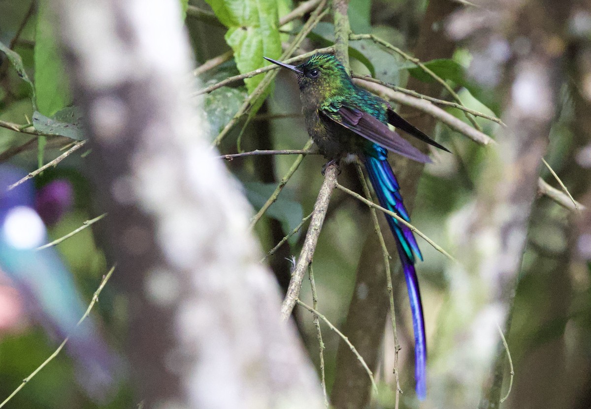 Фиолетовохвостый сильф - ML645964686