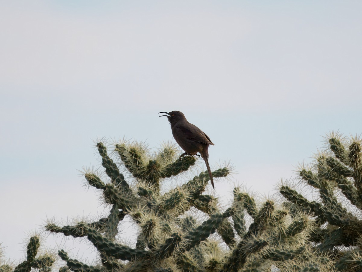 Кривоклювый пересмешник - ML645964687
