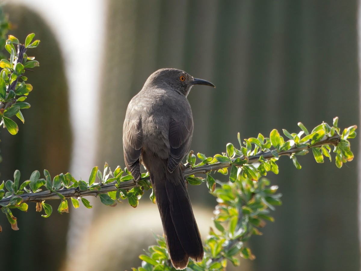 Кривоклювый пересмешник - ML645964688