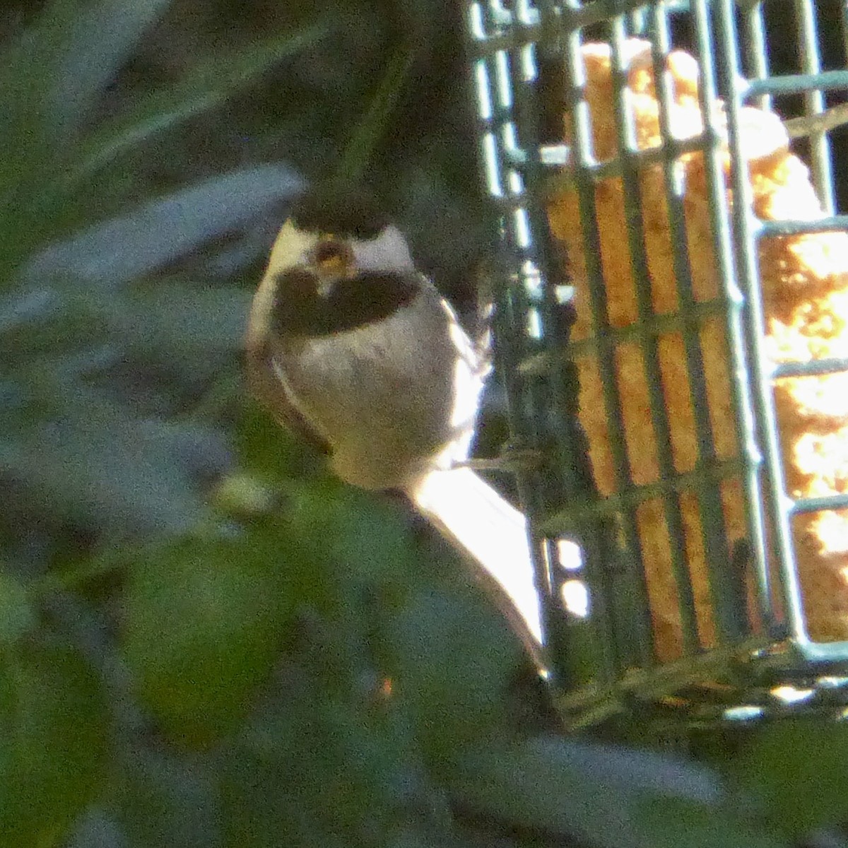 Каштановоспинная гаичка - ML645964689