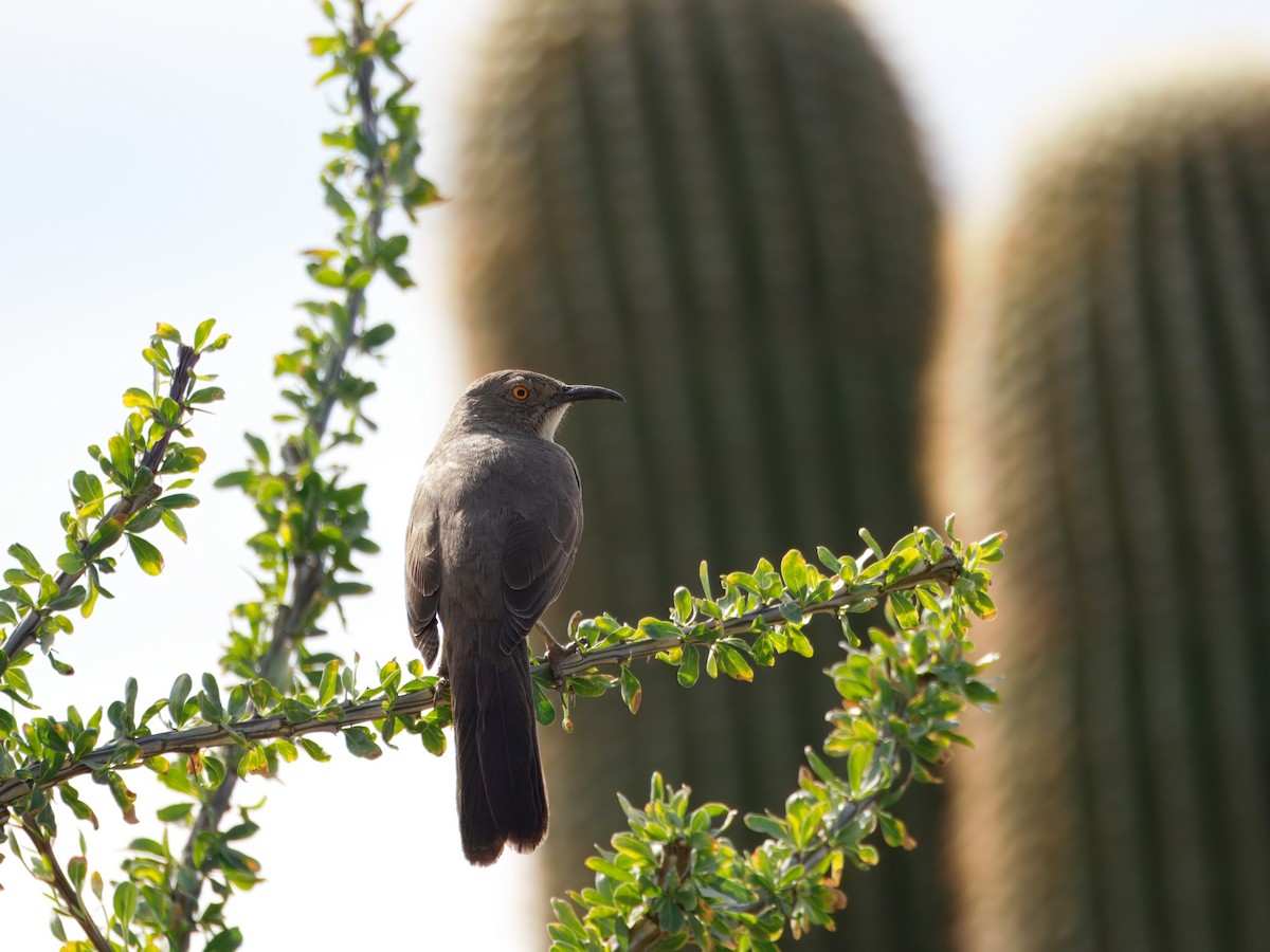 Кривоклювый пересмешник - ML645964690