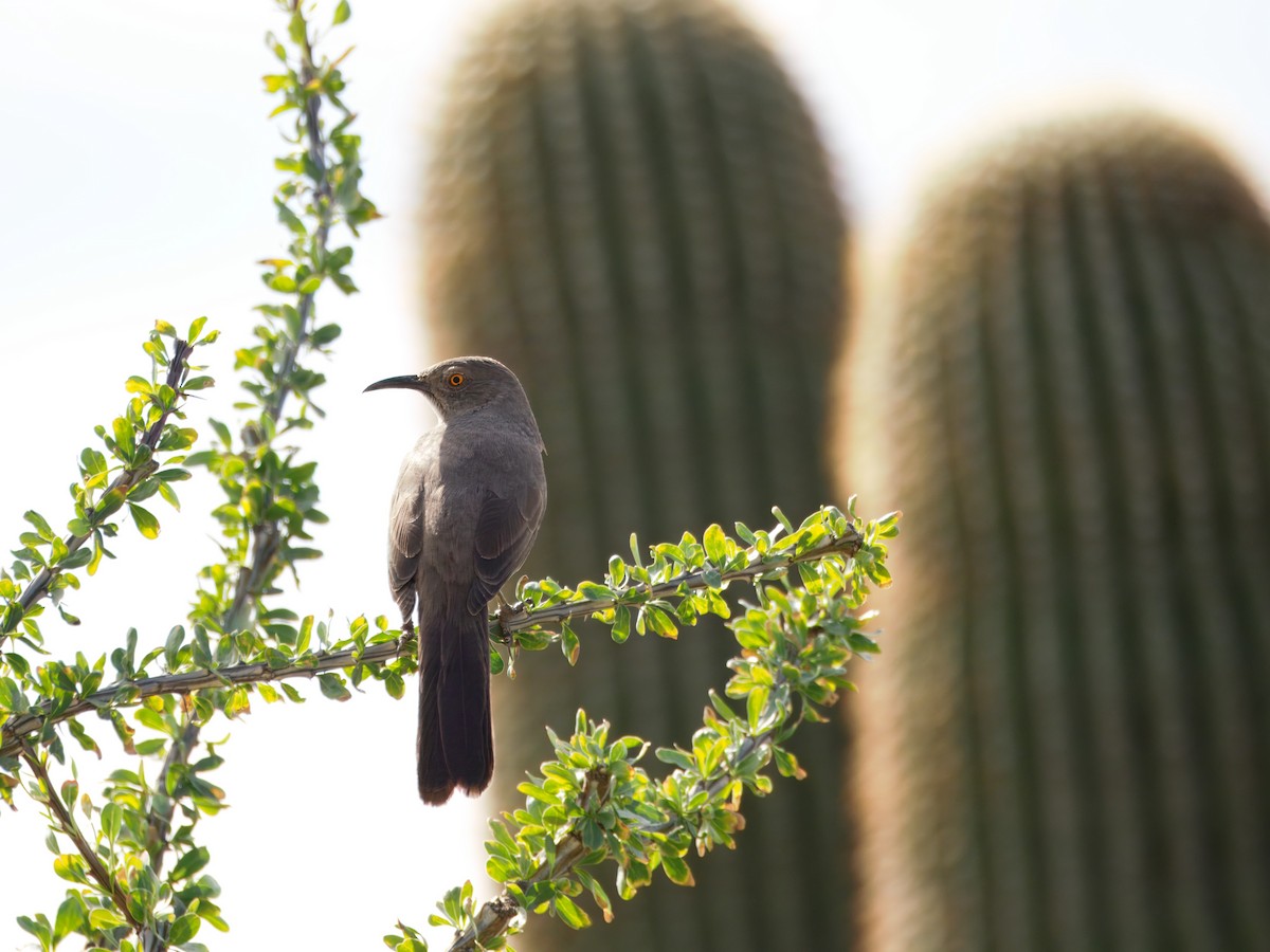 Кривоклювый пересмешник - ML645964691
