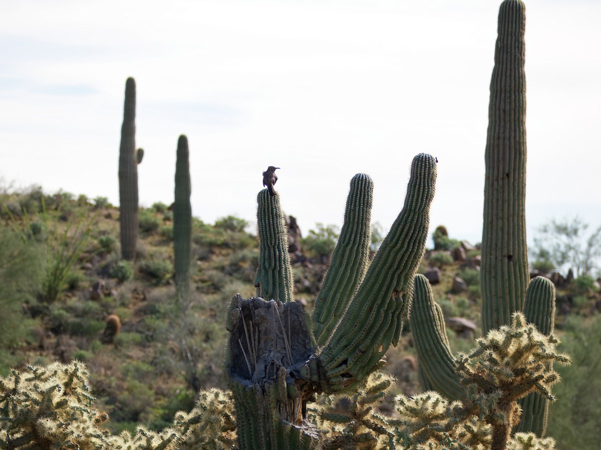 Кривоклювый пересмешник - ML645964692