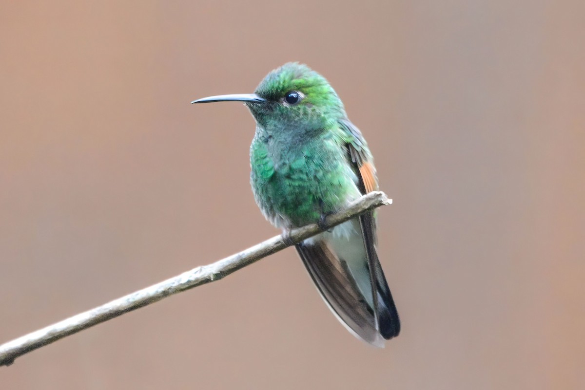 Пестрохвостая эферуса - ML645964695