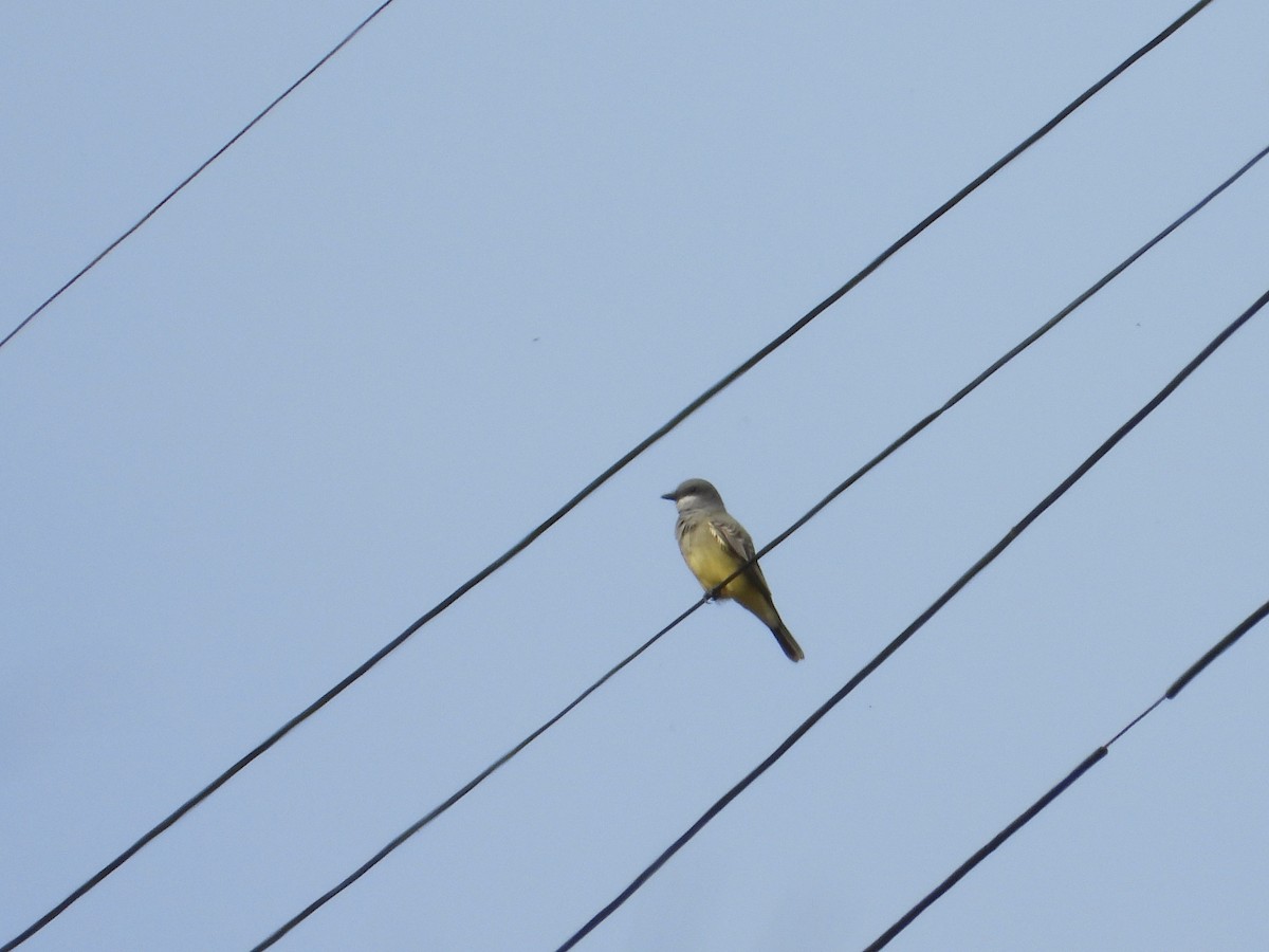 Серогрудый тиранн - ML645964696