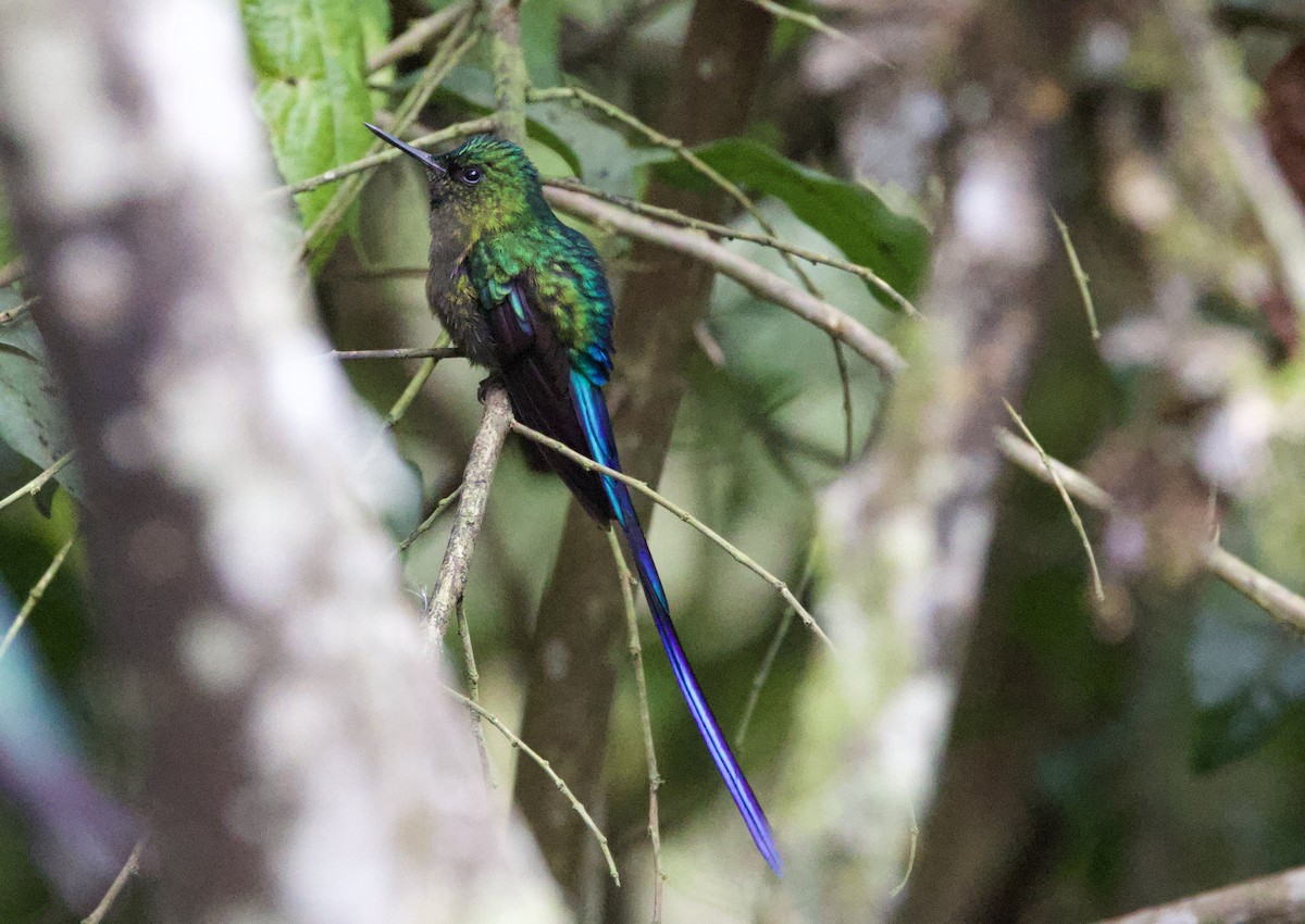 Фиолетовохвостый сильф - ML645964697