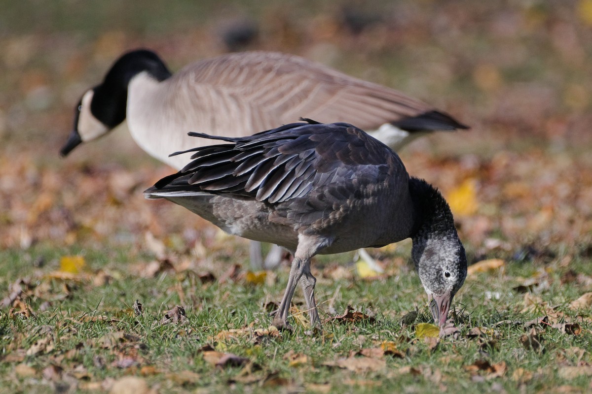 Белый гусь - ML645964698