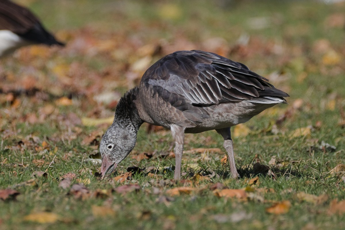 Белый гусь - ML645964699