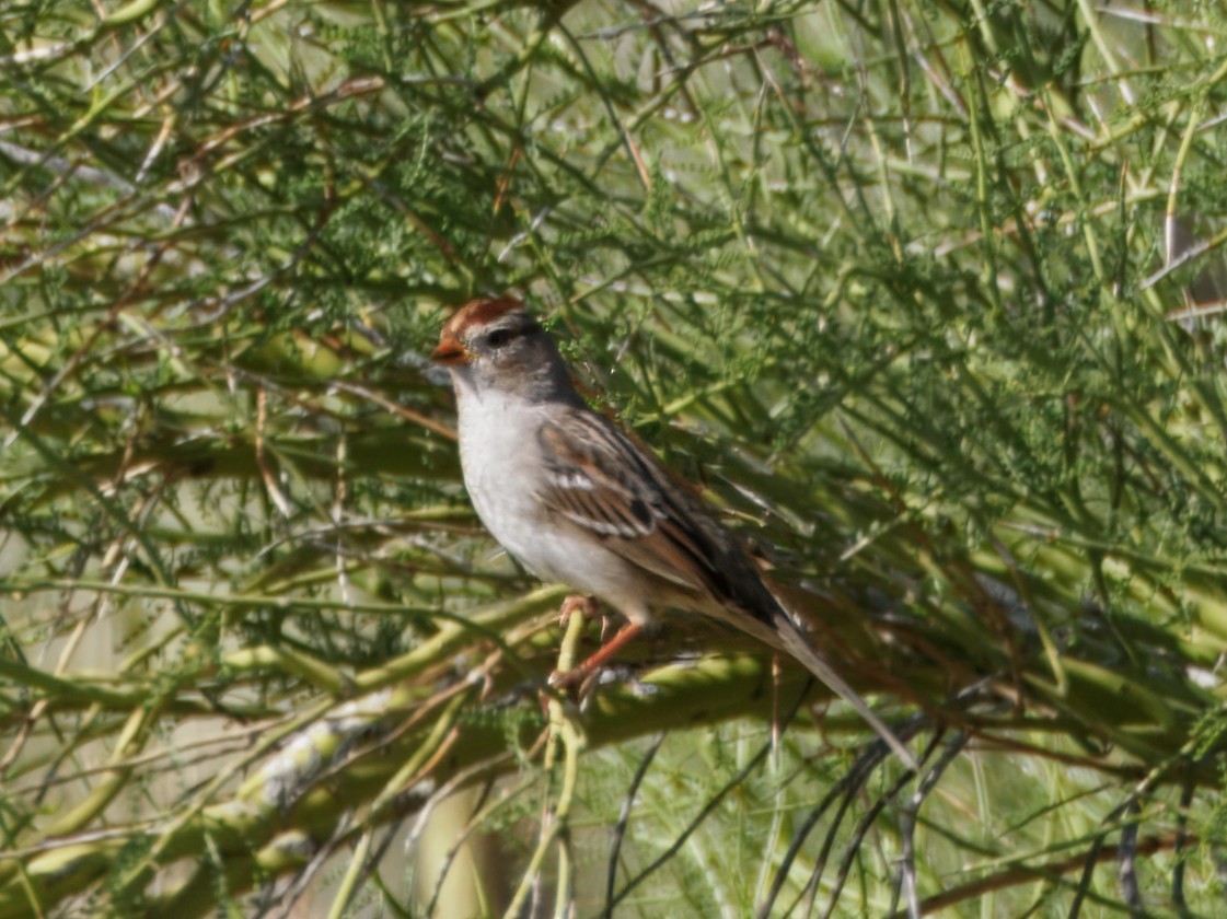 Белобровая овсянка - ML645964700