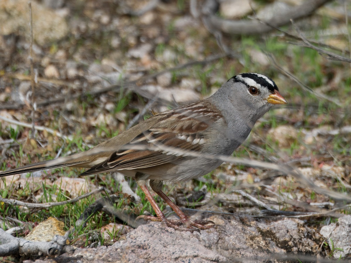 Белобровая овсянка - ML645964701