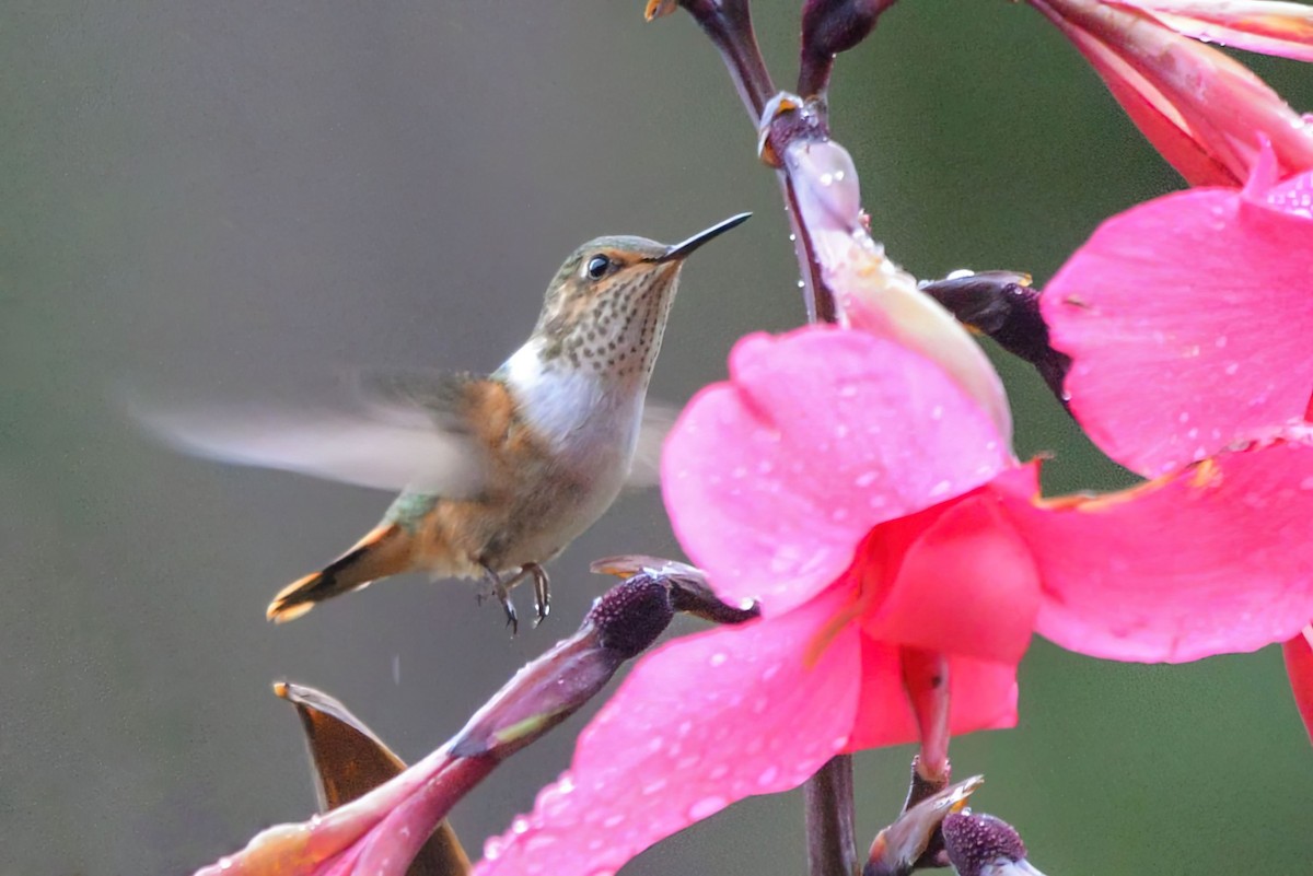 Искристый колибри - ML645964702