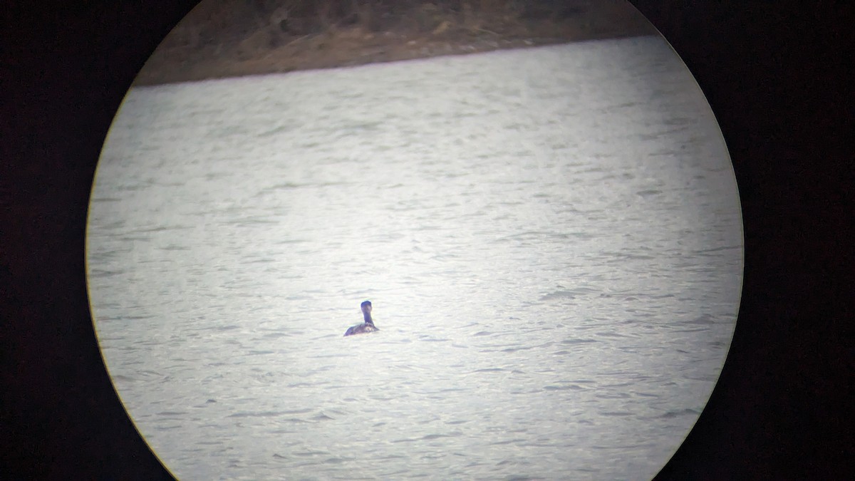 Red-necked Grebe - ML645964703