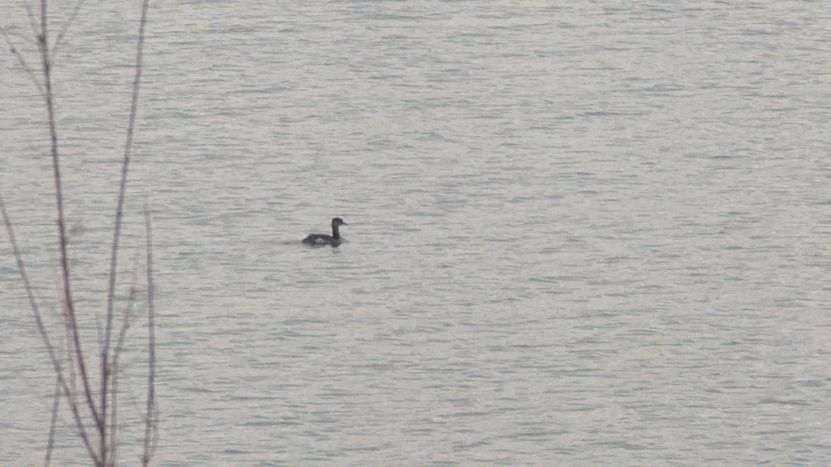 Red-necked Grebe - ML645964704