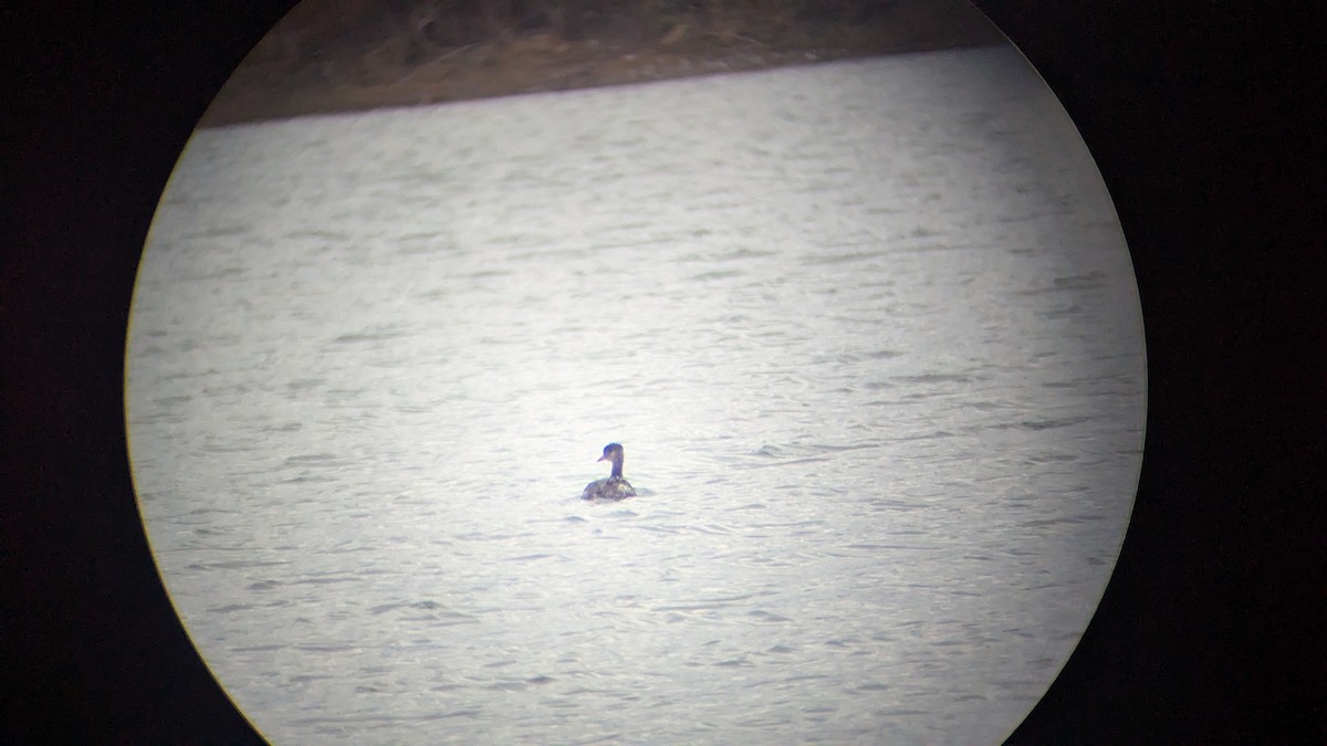 Red-necked Grebe - ML645964705