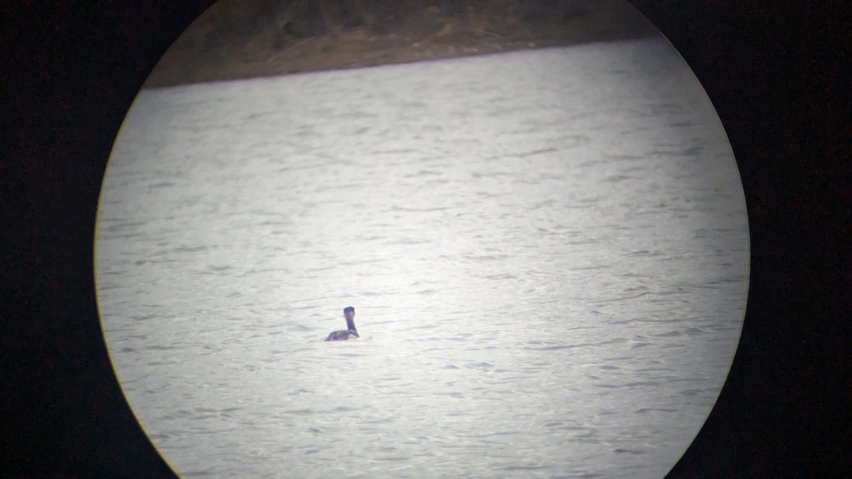 Red-necked Grebe - ML645964706