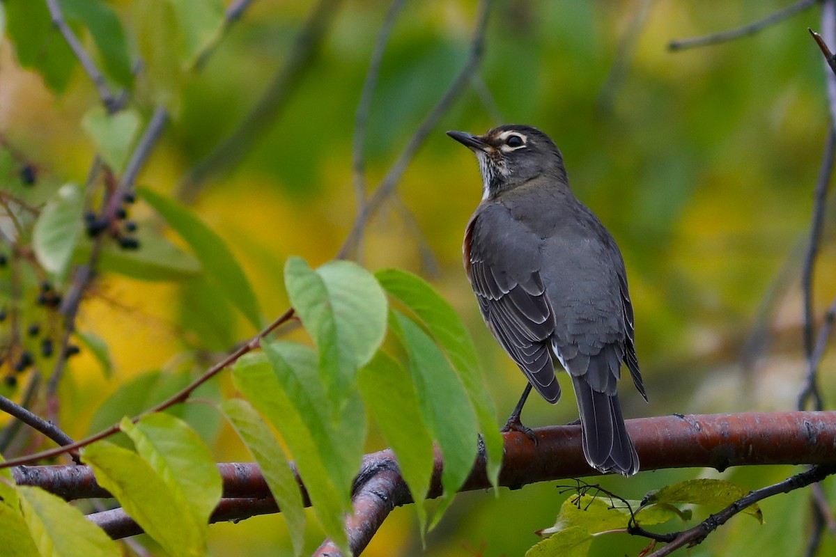 コマツグミ - ML645964709