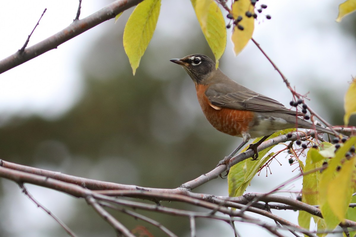 コマツグミ - ML645964714