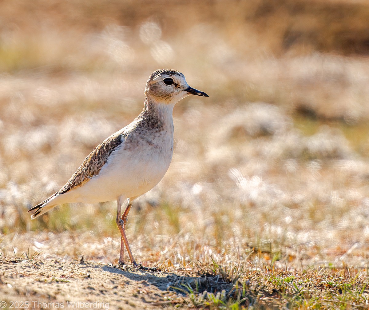 prærielo - ML645964731