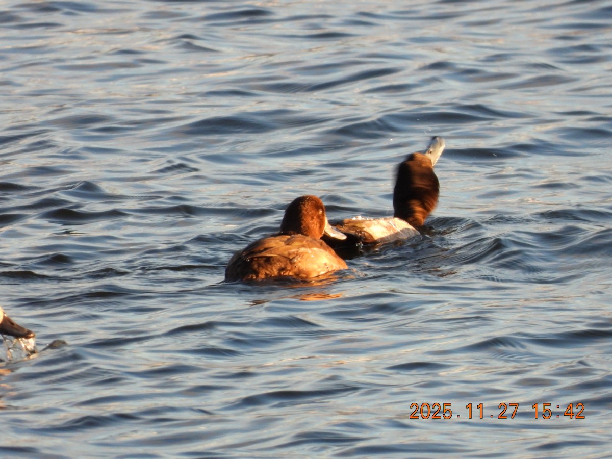 Redhead - ML645964732