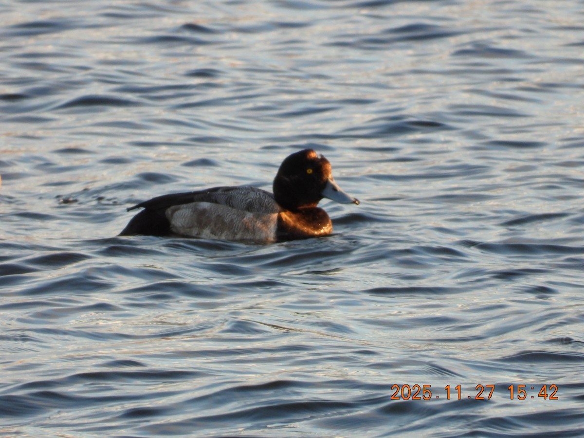 Redhead - ML645964733