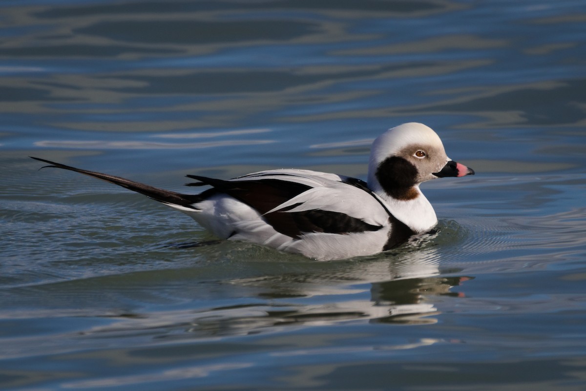 ברווז קרח - ML645964735